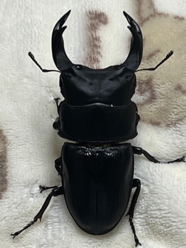 ③阿古谷血統　オオクワガタ　♂