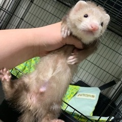 フェレ友募集！ - その他