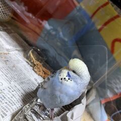 小鳥をしっかり診察、検査してくれる病院を探してます