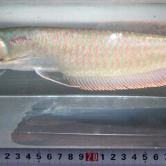 熱帯魚 フラワーホーンゴールデンベース ベトナムの評判の良い