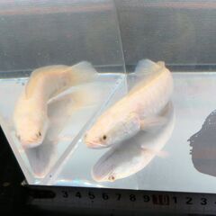 カムルチー（ライギョ（雷魚））　値段交渉可　池袋手渡しのみの画像