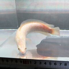 カムルチー（ライギョ（雷魚））　値段交渉可　池袋手渡しのみの画像