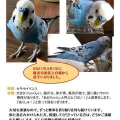 セキセイインコのあおちゃんを探しています。