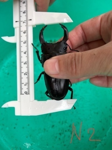 新物 新成虫 能勢YGオオクワガタ オス♂No.N2 メス♀No.G2 ペアSet