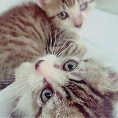 【決定】1歳過ぎの小ぶりな男の子2匹