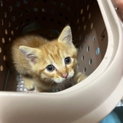 元気な茶トラくん飼ってくれませんか？