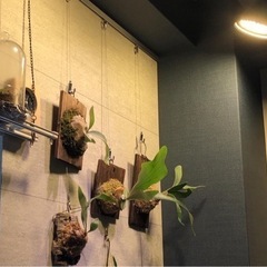 ビカクシダ好きのお友達募集 - 草津市