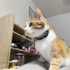 去勢済　三毛猫メス7歳　黒猫メス3歳
