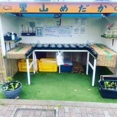 改良めだか無人販売所　里山めだか　8月24日　出品情報