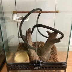 決定)イエアメガエルと飼育ケージ