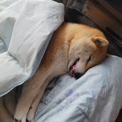 誰か飼ってくれませんか？お問い合わせくれた方々ありがとうございました！締切らせて頂きます - 犬