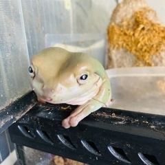 決定)イエアメガエルと飼育ケージの画像