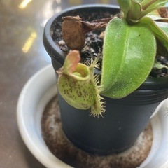 引き取り者さま決定　ウツボカズラ　アンプラリアの画像