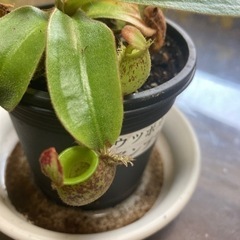 引き取り者さま決定　ウツボカズラ　アンプラリアの画像