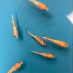 メダカ　卵　生体　王華　めだか　10個+α　王華メダカ　