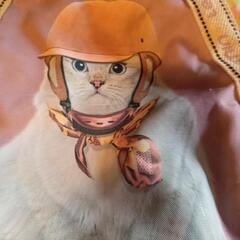 キュートな猫さんバックの画像