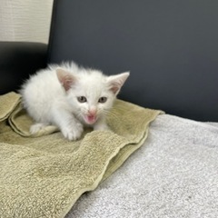 素敵な飼い主様が見つかりました。皆様ありがとうございました。