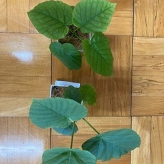 観葉植物　フィカスウンベラータ　2鉢セット