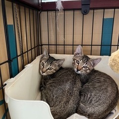 約3ヶ月くらいの子猫 オス 3匹 