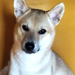 ムネくん♂ずっとのおうち探してます‼保健所、保護
