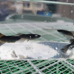 メダカ販売のお知らせ − 山梨県