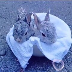 グレーのミニウサギ