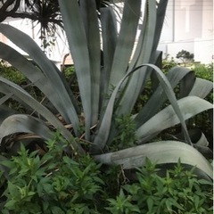 青のリュウゼツラン