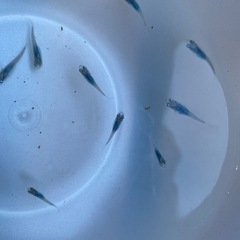 メダカ　めだか　深海
の画像