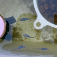 メダカ　めだか　深海
の画像