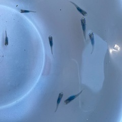 メダカ　めだか　深海
の画像