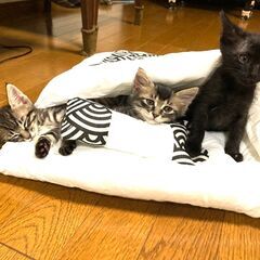 in瀬戸市☆子猫祭り!!☆保護猫の臨時譲渡会2022年8月27日（土）～ 非営利団体「ちーむ にゃいんず」 - 瀬戸市