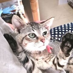 in瀬戸市☆子猫祭り!!☆保護猫の臨時譲渡会2022年8月27日（土）～ 非営利団体「ちーむ にゃいんず」 - その他