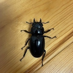 セアカフタマタクワガタ メス♀単品