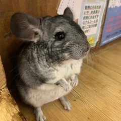アニマルカフェ一緒に行ける方募集🐇🦔🦉 - 大阪市