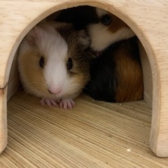 アニマルカフェ一緒に行ける方募集🐇🦔🦉 - その他