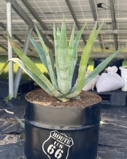 アガベ　アメリカーナ　オアハカセンシス