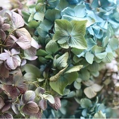 秋色紫陽花の画像