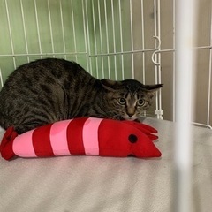 可愛い真依ちゃん
