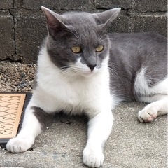 【受付停止中】手からちゅ〜る食べます。珍しいグレーホワイトの猫さ...