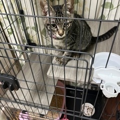 子猫です。