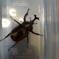 カブトムシペア(R4-41)