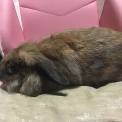 ロップイヤー親子