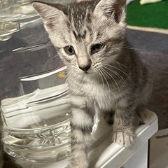子猫三兄弟の里親さん探してます。どの子か1匹だけでも大丈夫です。