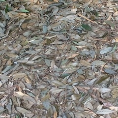 落ち葉あります！腐葉土、土壌改良、土中環境、落ち葉アートなどなど(๑′ᴗ‵๑)の画像