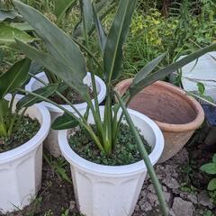 極楽鳥花