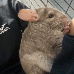 チンチラ2歳メス、シナモン
