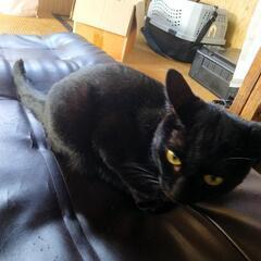 里親さん急募します。都合で引っ越しをする事になり、どうしても飼わせていただく事が出来なくなってしまいました。 - 猫
