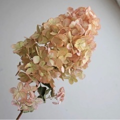 紫陽花　ドライフラワー　ピンクの画像