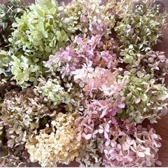 紫陽花　ドライフラワー　ピンクの画像