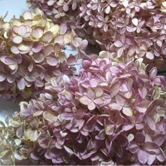 紫陽花　ドライフラワー　ピンクの画像